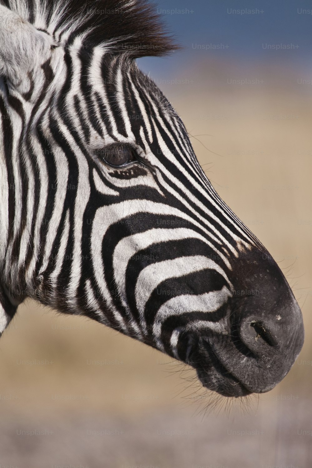 Zebra de perto