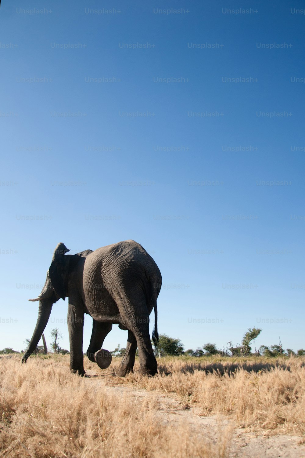 Éléphant marchant dans le veld