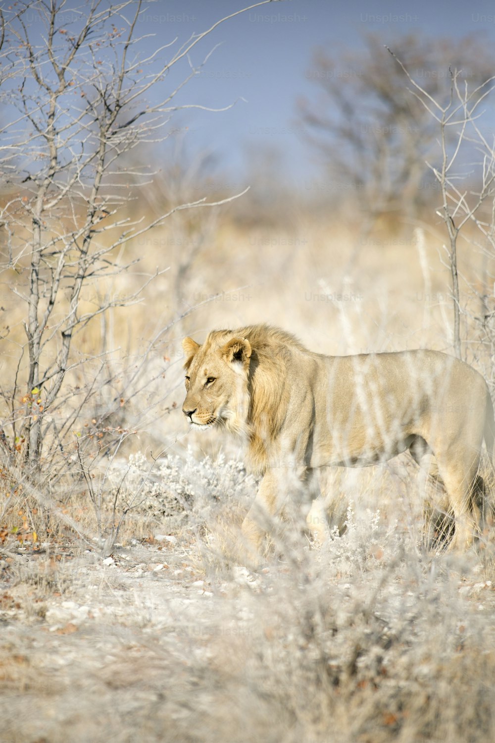 León macho joven caminando por la sabana