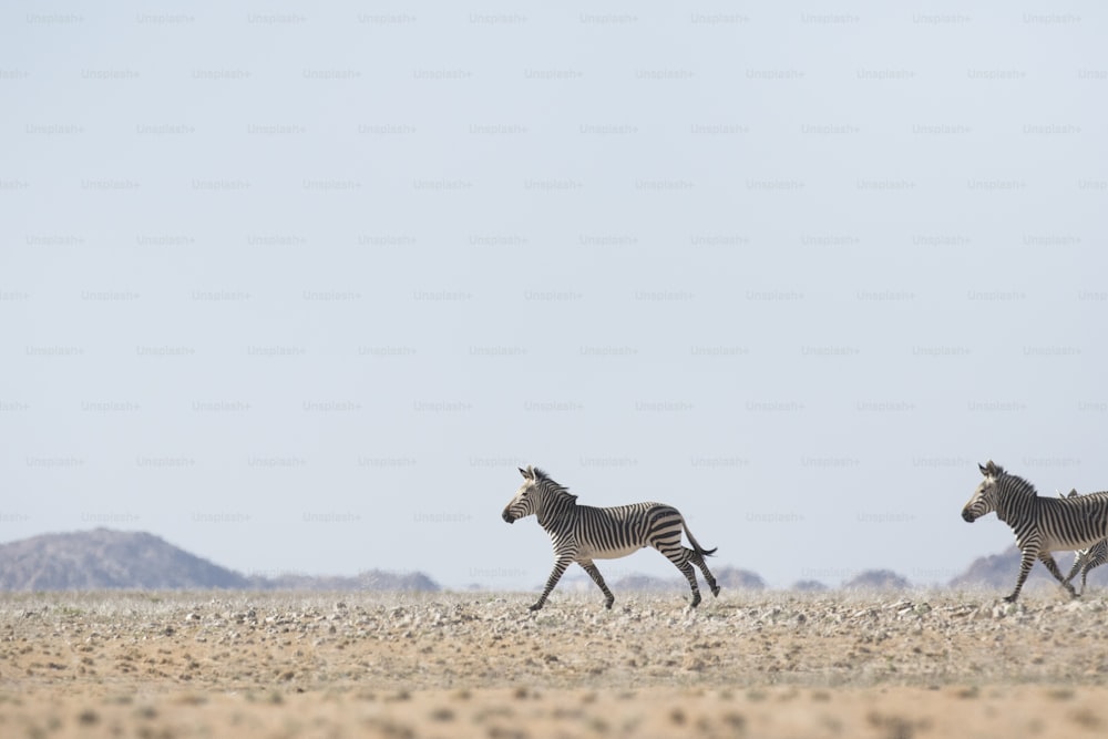 Haartmans Mountain Zebra