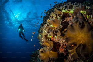 Un subacqueo nel Mar Rosso