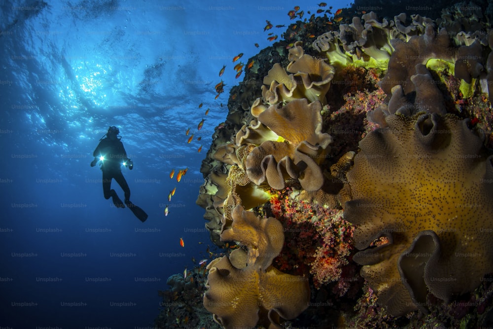 Ein Taucher im Roten Meer