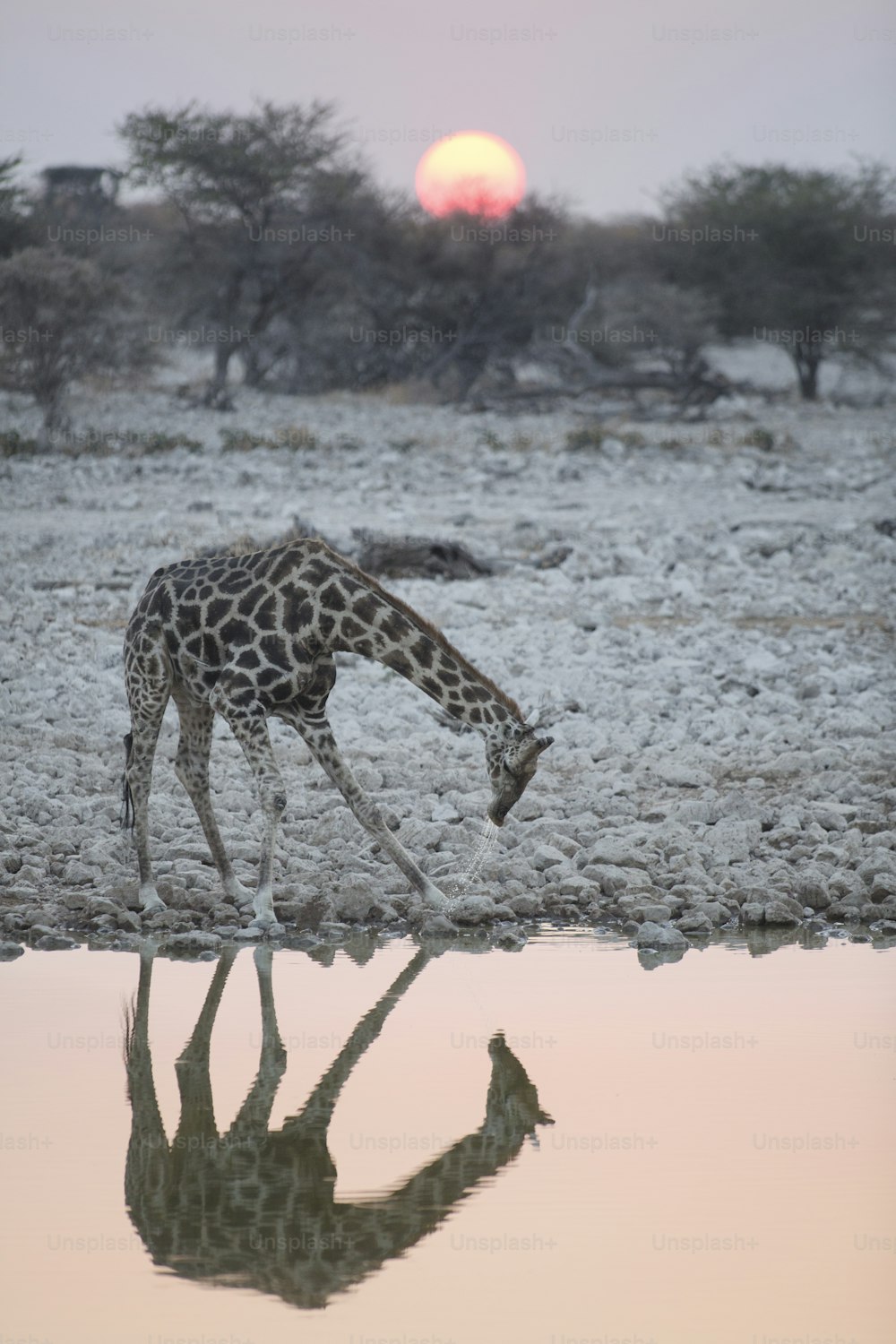 Giraffe drinking at a water hole