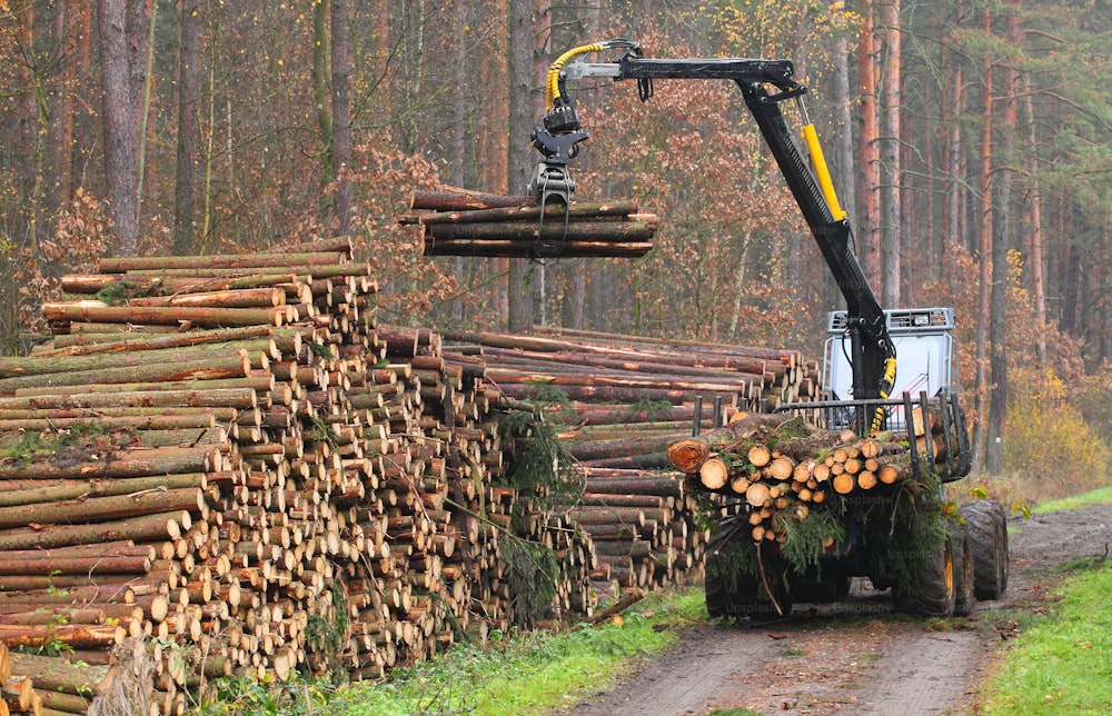 Der Harvester bei der Arbeit im Wald.