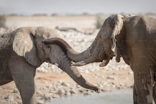 Elefante en el pozo de agua de Okaukuejo