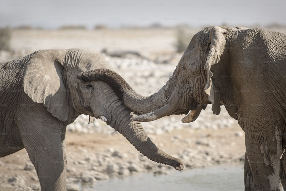 57,600+ Elephant Trunk Stock Photos, Pictures & Royalty-Free Images -  iStock