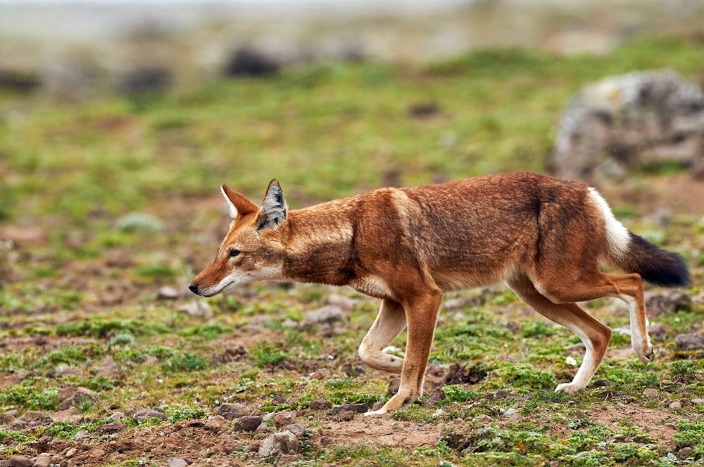 Ethiopian wolf hunting at the Sannetti Plateau in Ethiopia