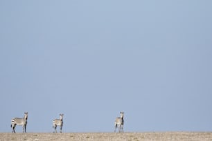 Haartmans Mountain Zebra