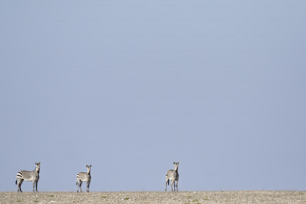 Haartmans Mountain Zebra