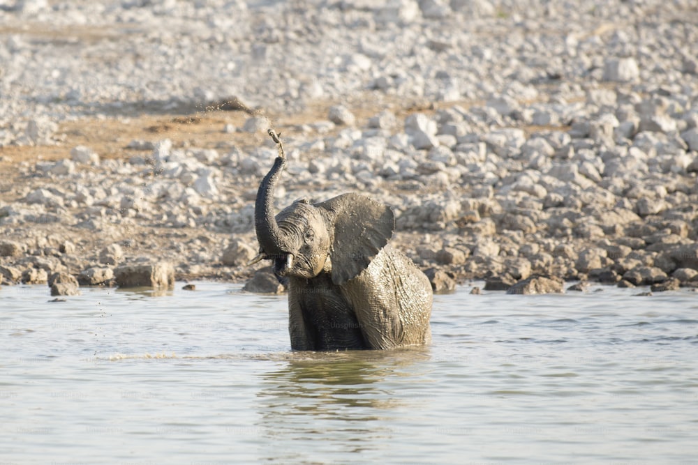 オカウクエジョの水場の象