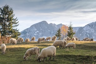 Troupeau de moutons paissant dans une colline au coucher du soleil.