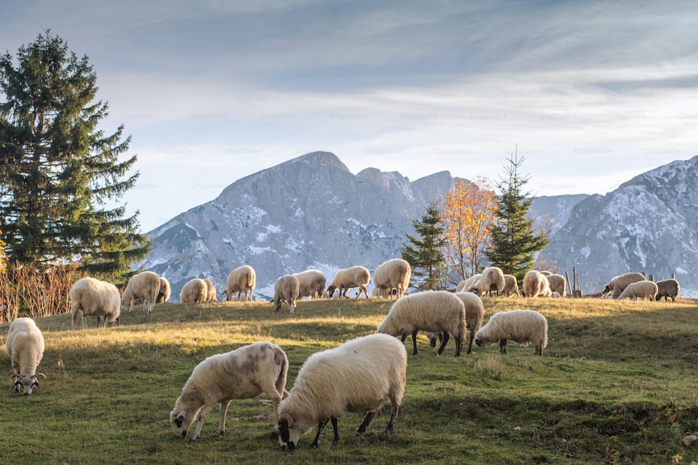 夕暮れ時に丘で草を食む羊の群れ。