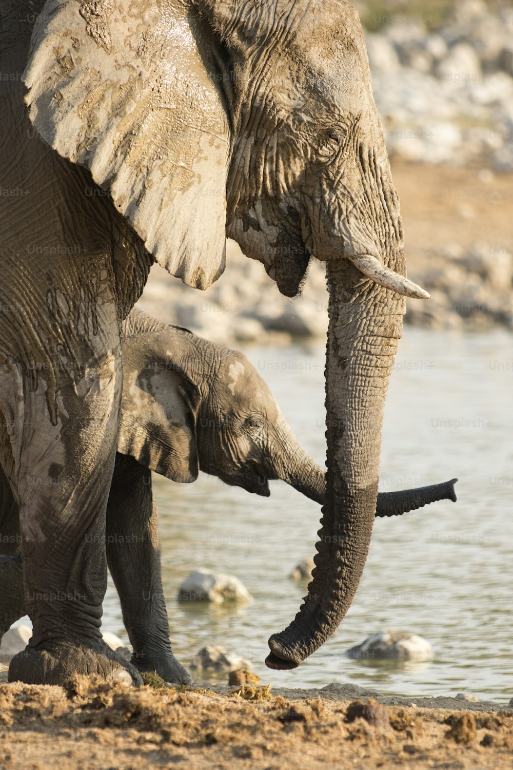 Elefante alla pozza d'acqua di Okaukuejo