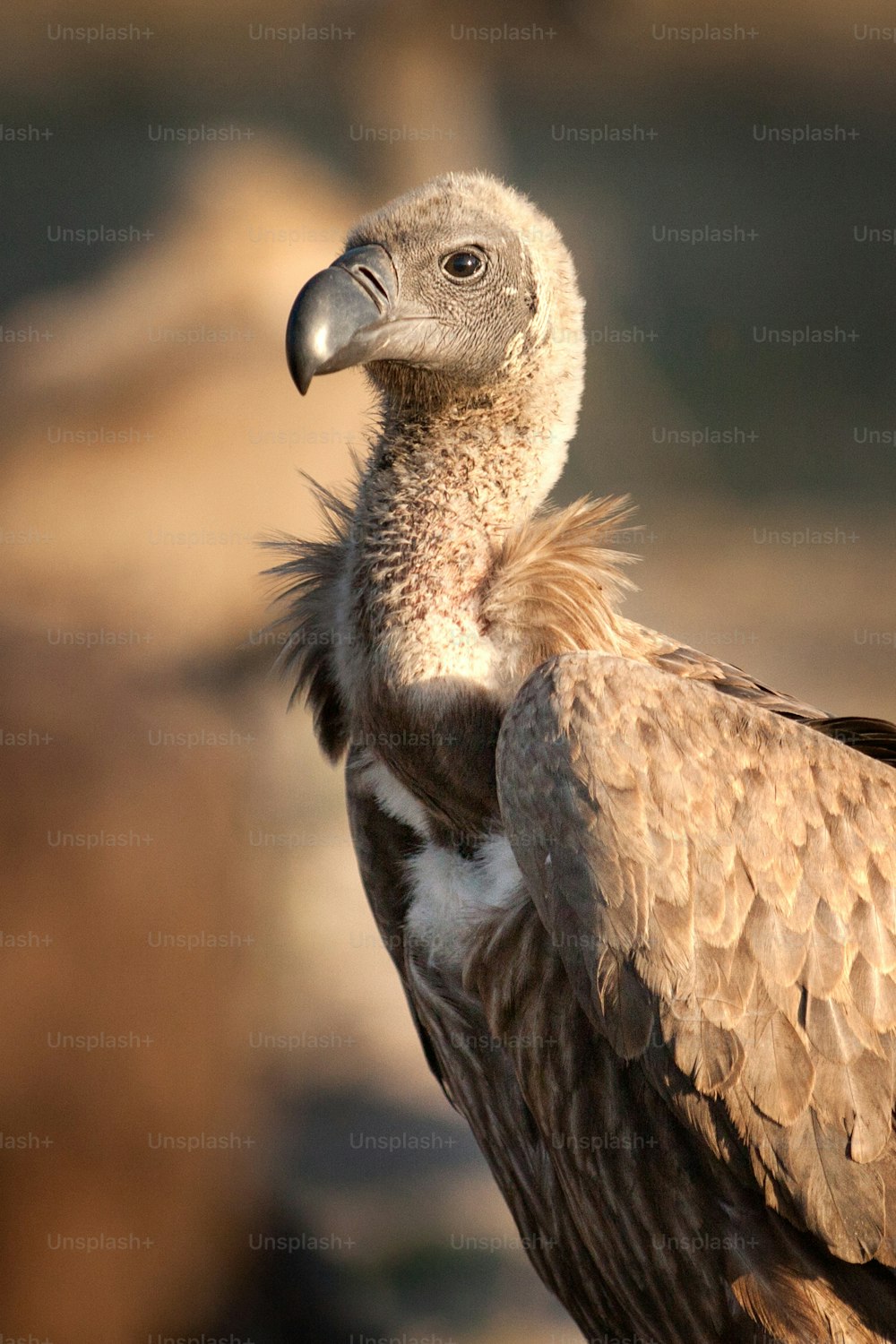 Close up of a vulture