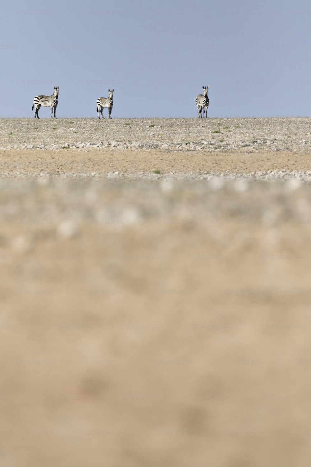 Haartmans Mountain Zebra