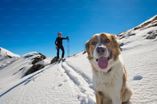 Hund in den Bergen im Schnee mit Herrin im alpinen Skisport