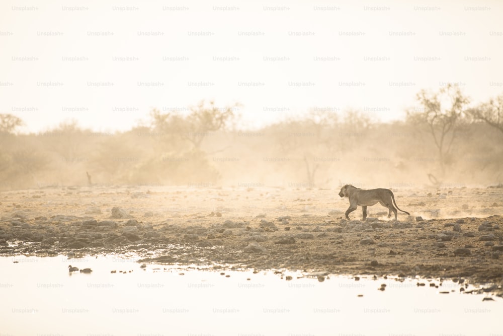 male lion running through the dust