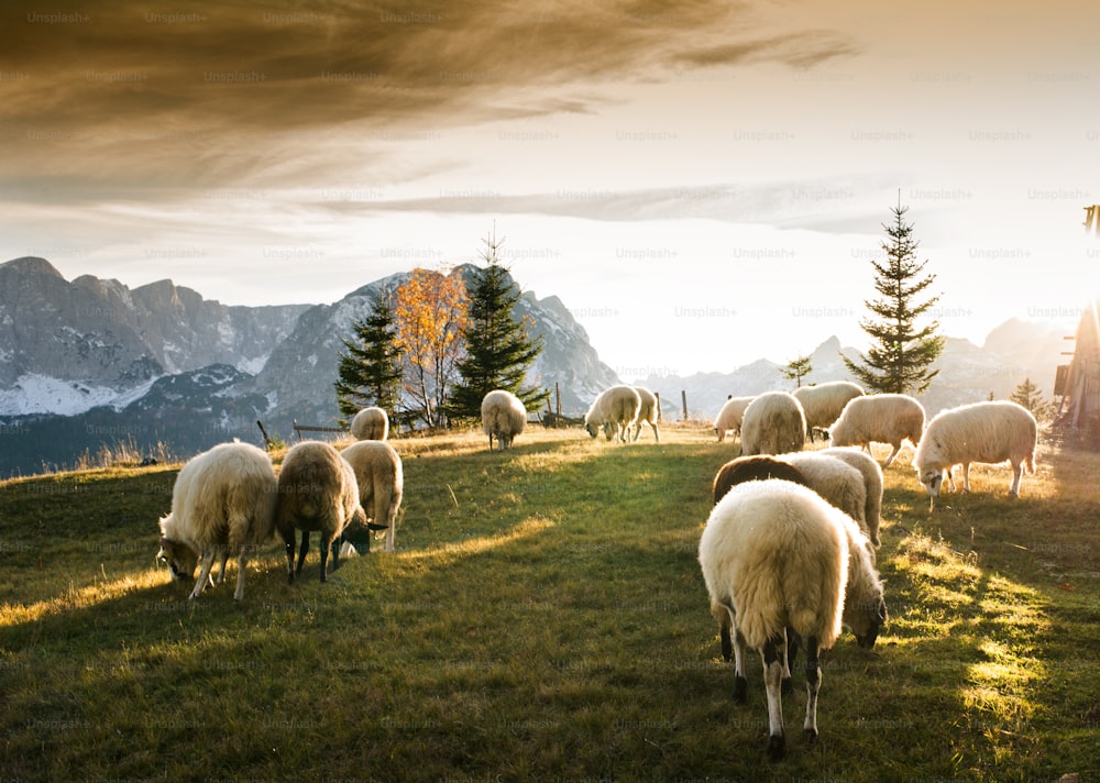 Flock of sheep grazing in a hill at sunset.