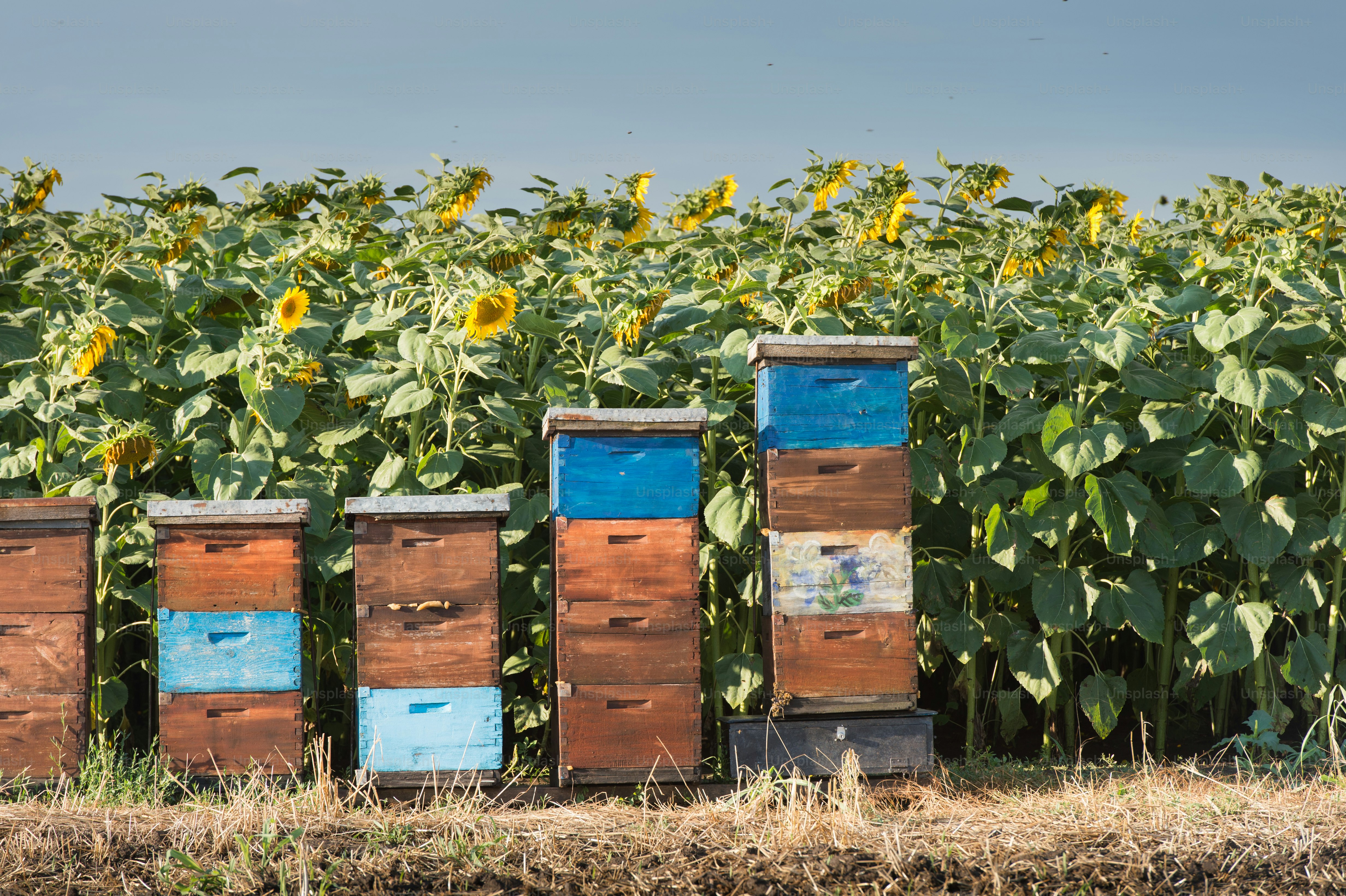 Bienenstöcke in einem Sonnenblumenfeld