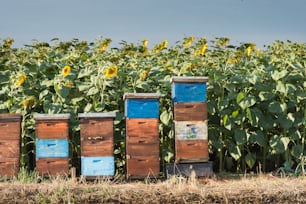 Bienenstöcke in einem Sonnenblumenfeld