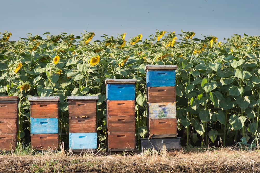 beehives in a field of sunflowers