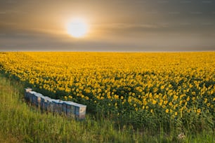 Puesta del sol de la belleza sobre el campo de girasoles