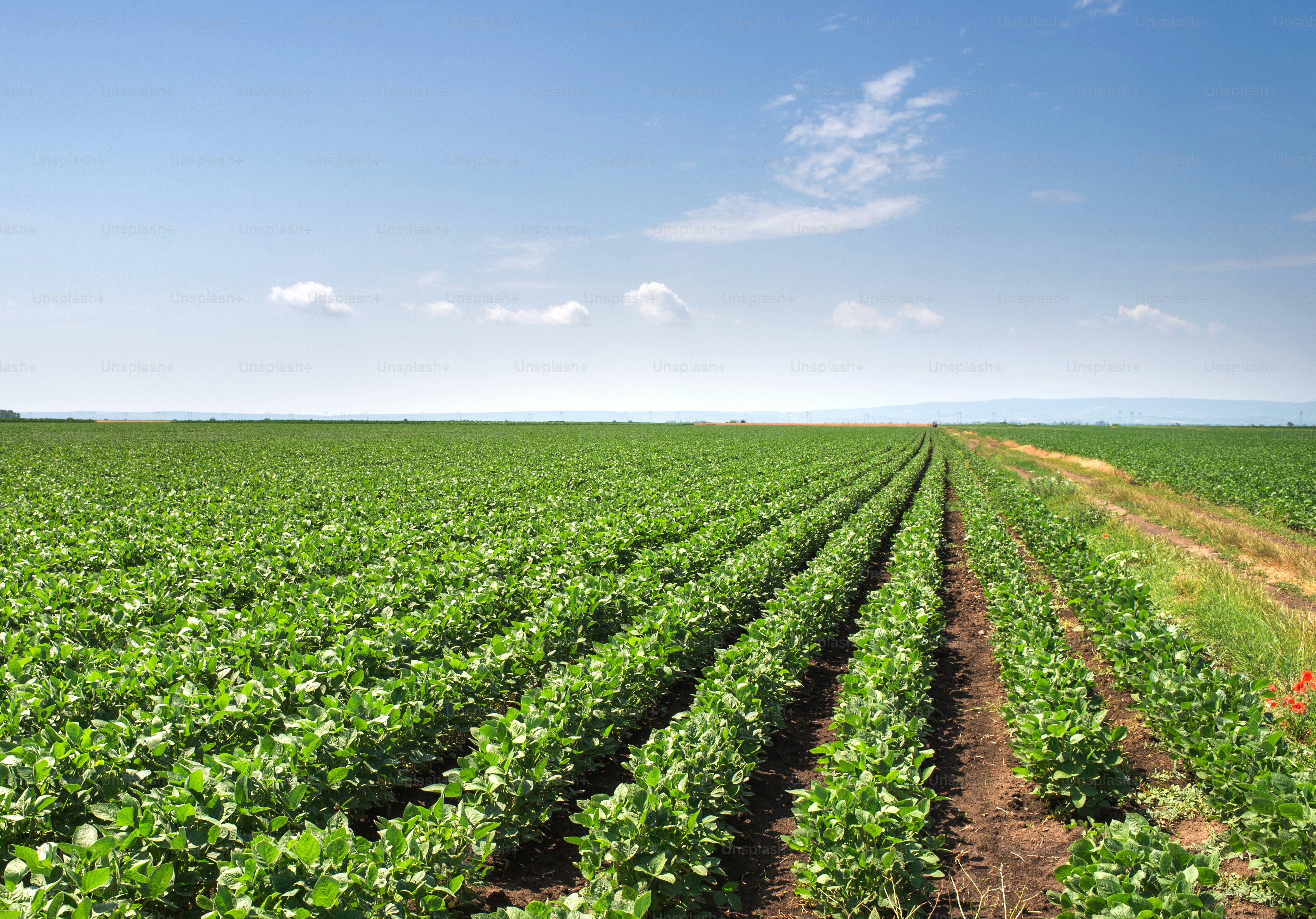 Soybean Field Rows in summer