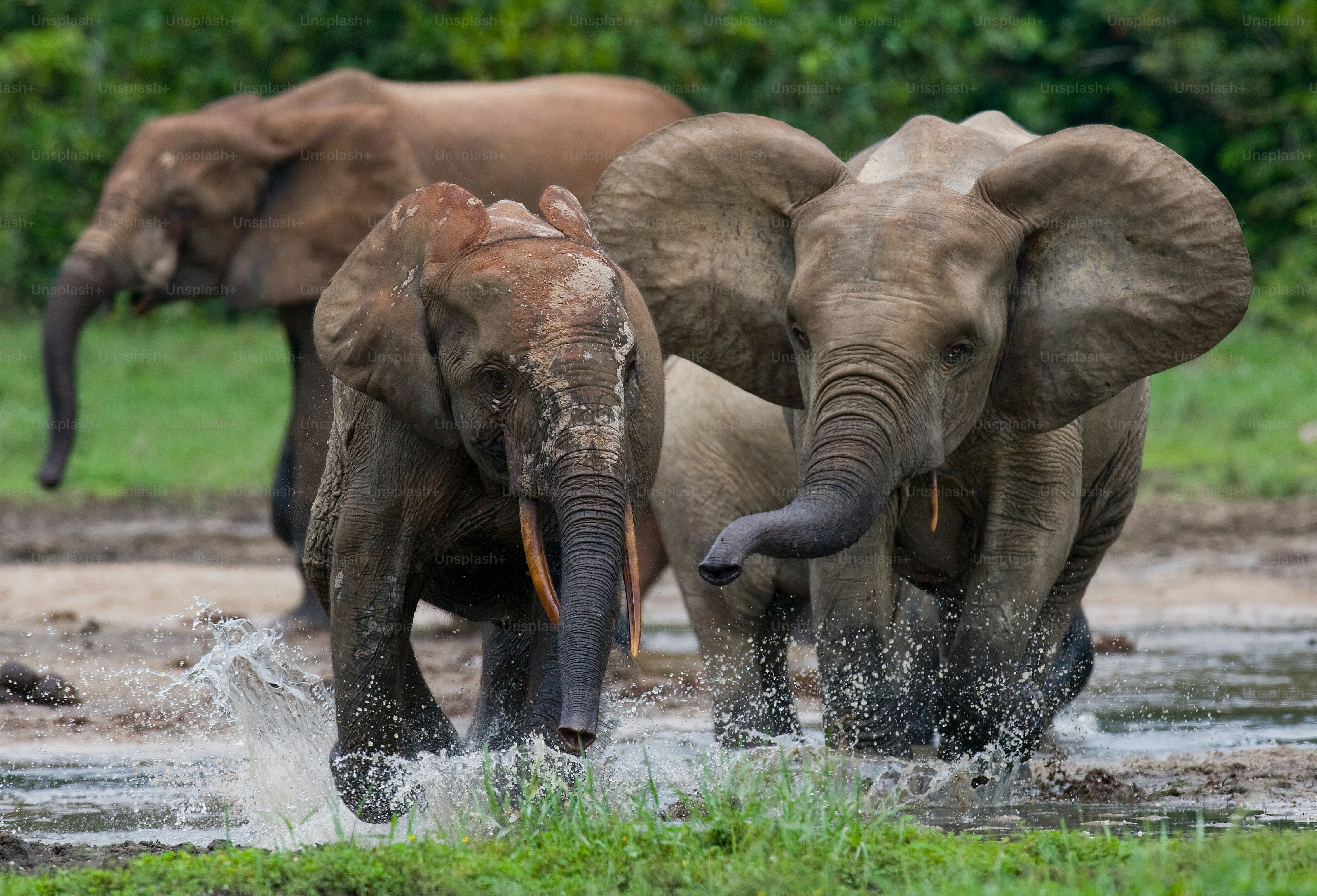 Why it takes you and an elephant the same amount of time to poop