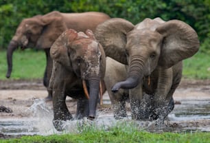 Elefantes da floresta brincando uns com os outros. República Centro-Africana. República do Congo. Reserva Especial Dzanga-Sangha. Uma excelente ilustração.