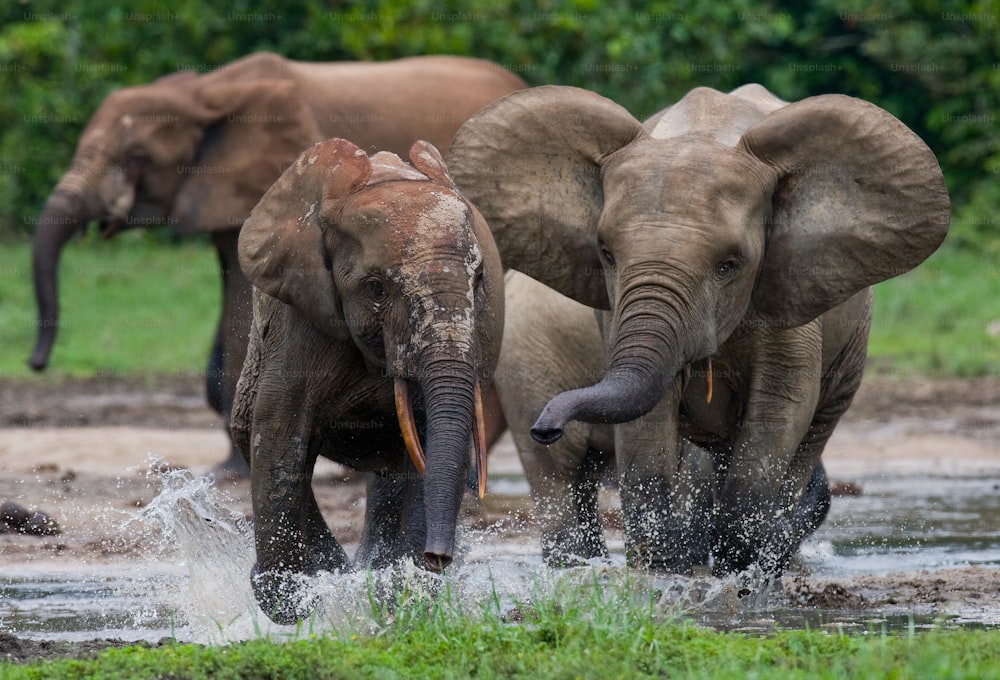 Elefanti della foresta che giocano tra loro. Repubblica Centrafricana. Repubblica del Congo. Riserva speciale di Dzanga-Sangha. Un'ottima illustrazione.