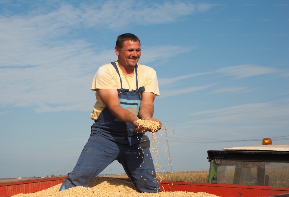 Soybean Harvest