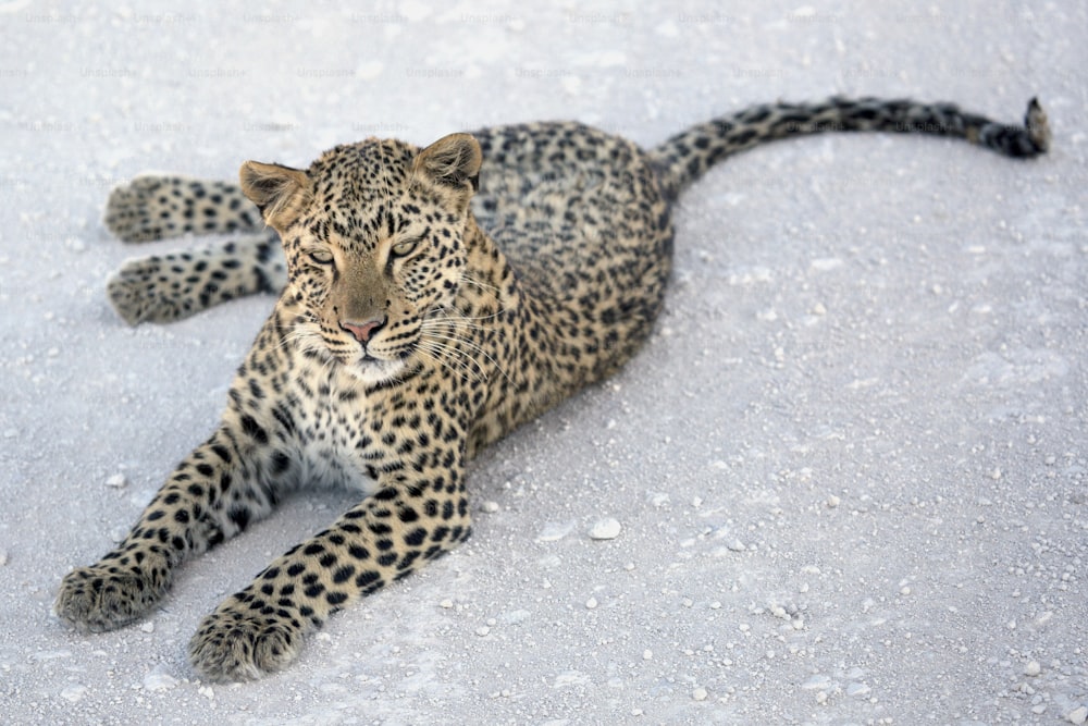 Leopardo no Parque Nacional de Etosha