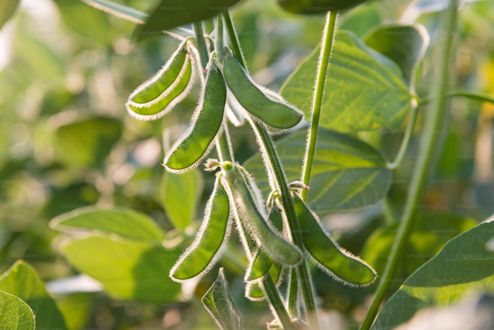 close up of the soy bean plant in the field