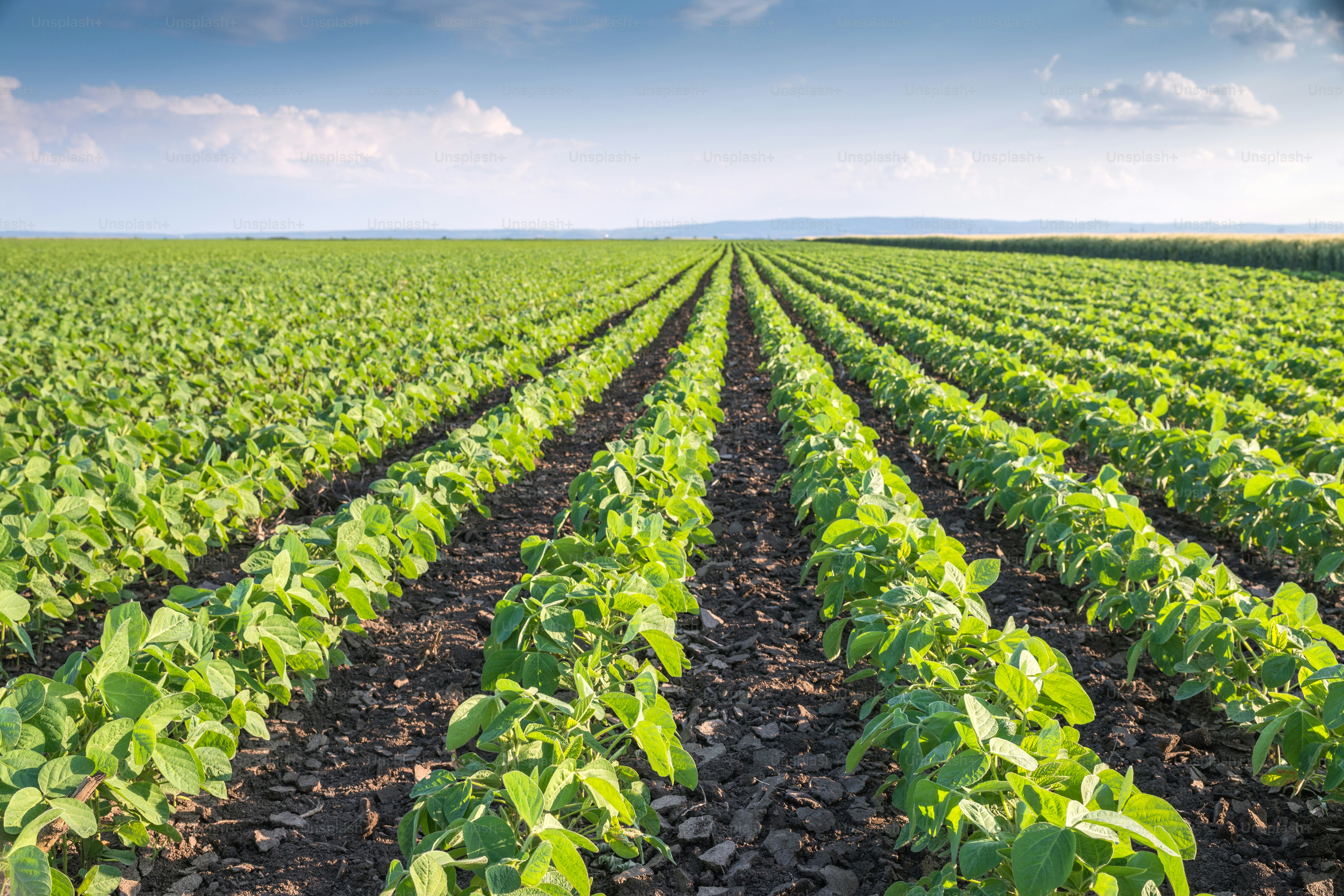 Soybean Field Rows in summer