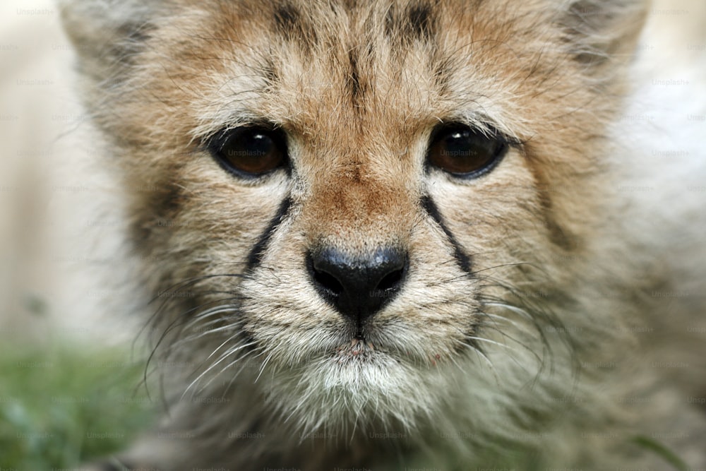 Baby Gepard