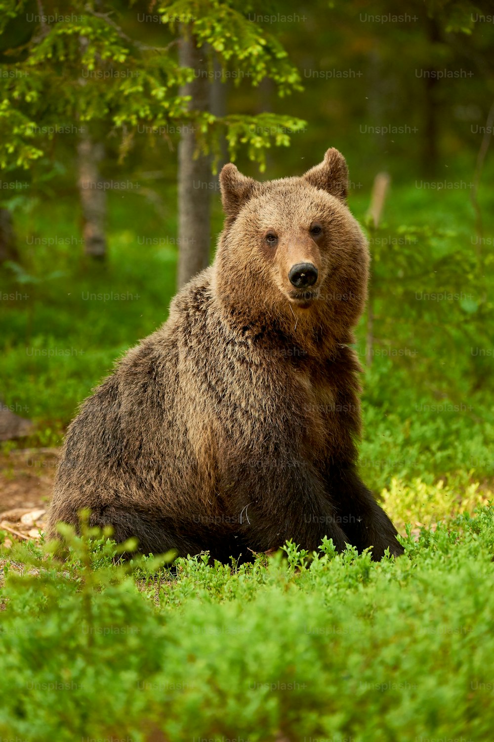 Wild brown bear sitting among the blueberries in the taiga from Finland