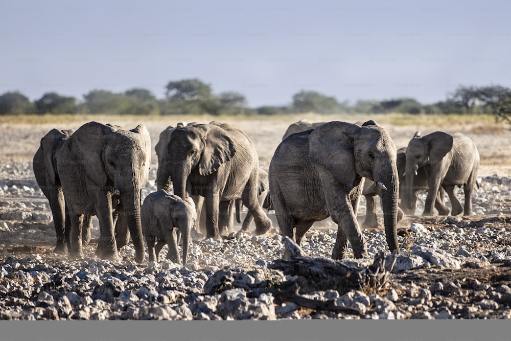 Elephants