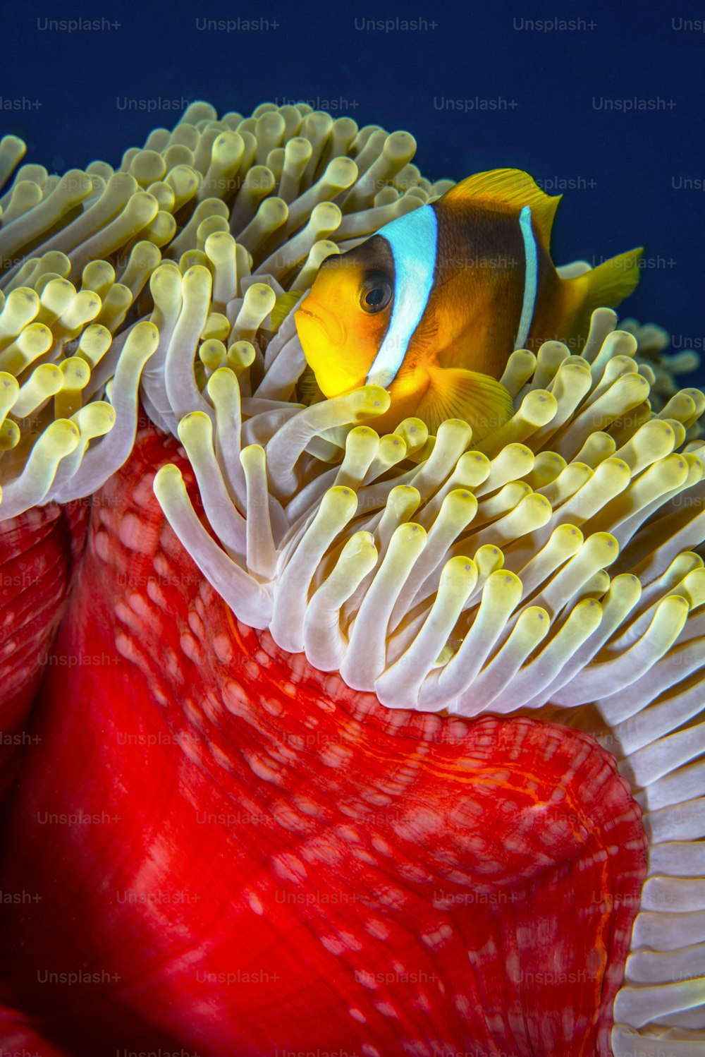 Ein Anemonenfisch in Redsea