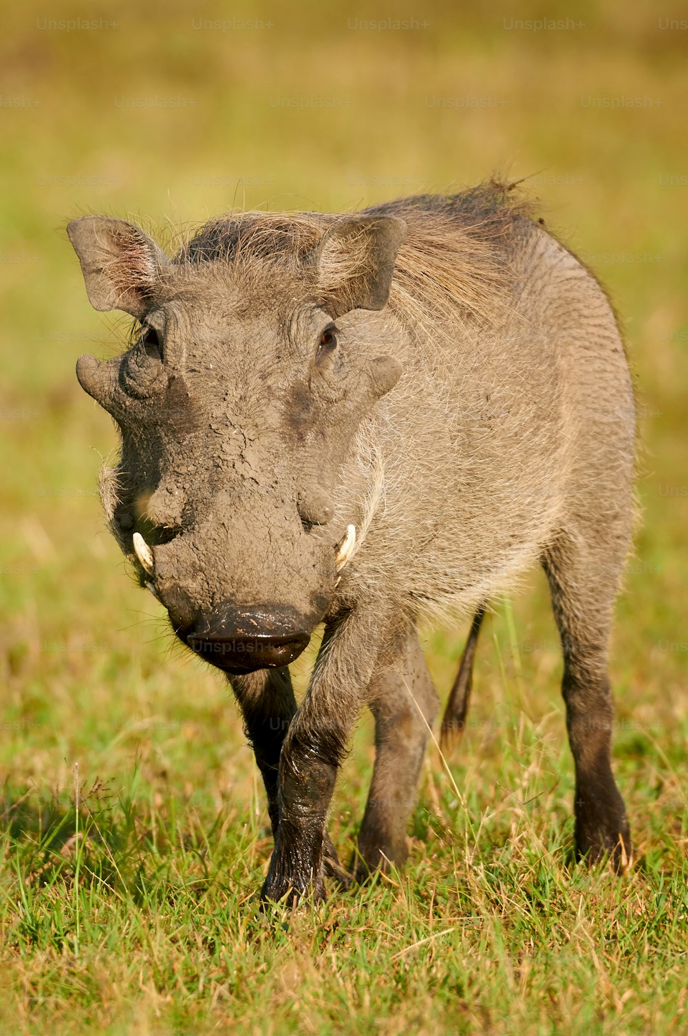 케냐의 한 공원에서 정면으로 촬영된 진흙으로 뒤덮인 주둥이를 가진 멧돼지