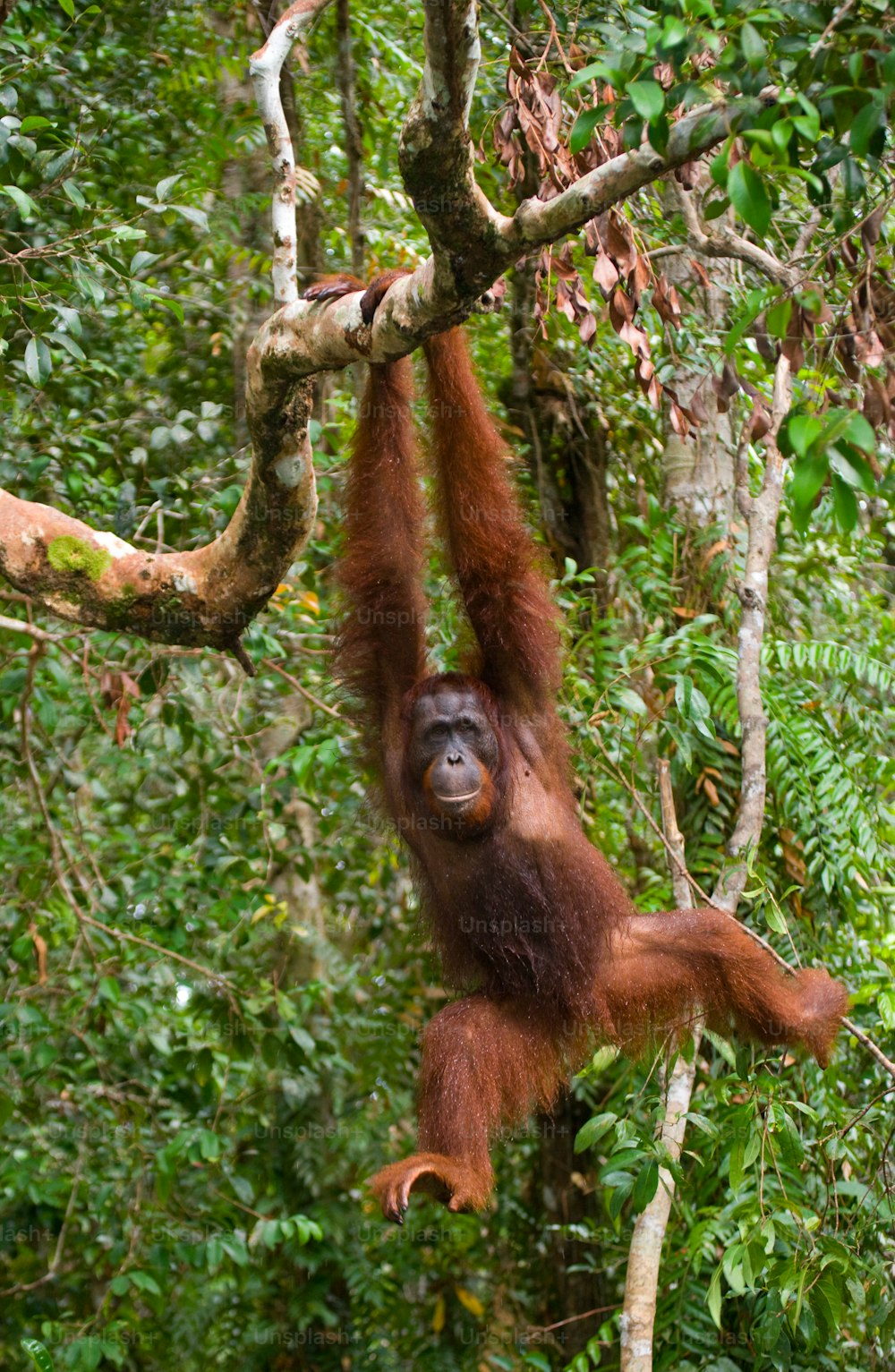 Big male orangutan on a tree in the wild. Indonesia. The island of Kalimantan (Borneo). An excellent illustration.
