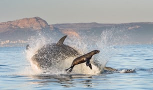 Weißer Hai (Carcharodon carcharias) bricht bei einem Angriff ein. Jagd auf einen Weißen Hai (Carcharodon carcharias). Südafrika