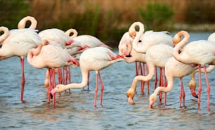Große Flamingos-Gruppe in der Camargue fotografiert