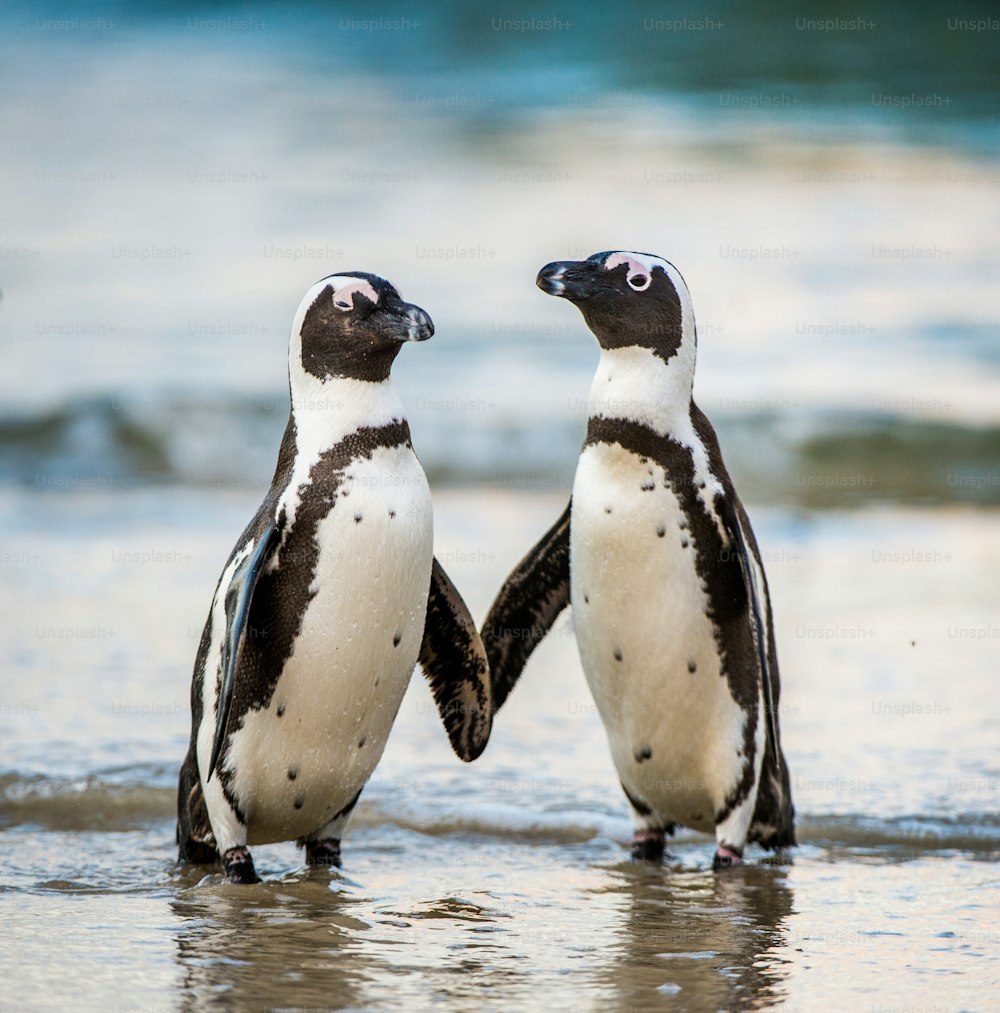 Le pingouin africain sort de l'océan sur la plage de sable. Pingouin africain (Spheniscus demersus) également connu sous le nom de pingouin jackass et pingouin à pieds noirs. Colonie de rochers. Afrique du Sud