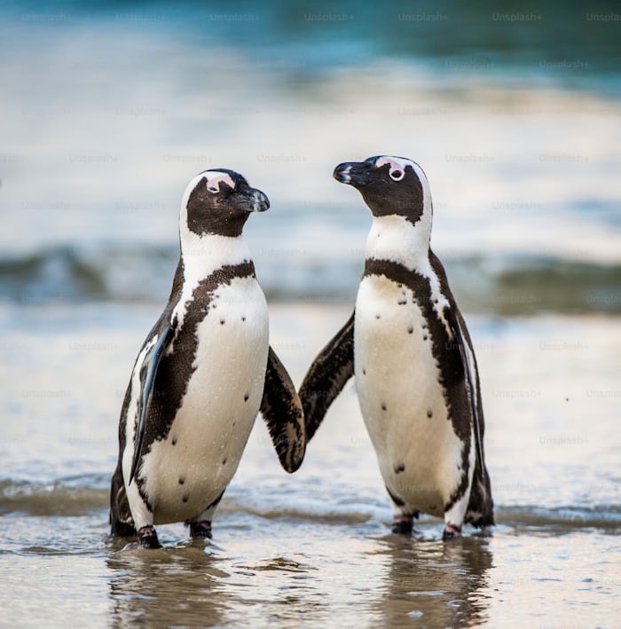 6 datos que seguro no sabías de los pingüinos - premium_photo-1661816797370-928a8749043c?ixlib=rb-4.0