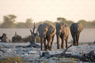 Elephants at a water hole