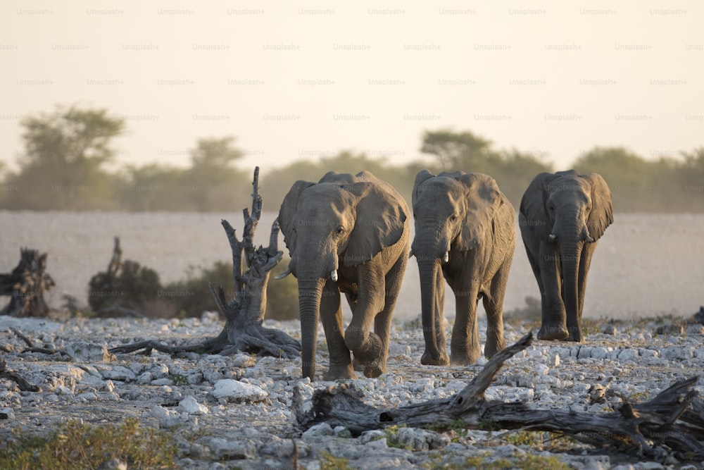 Elephants at a water hole