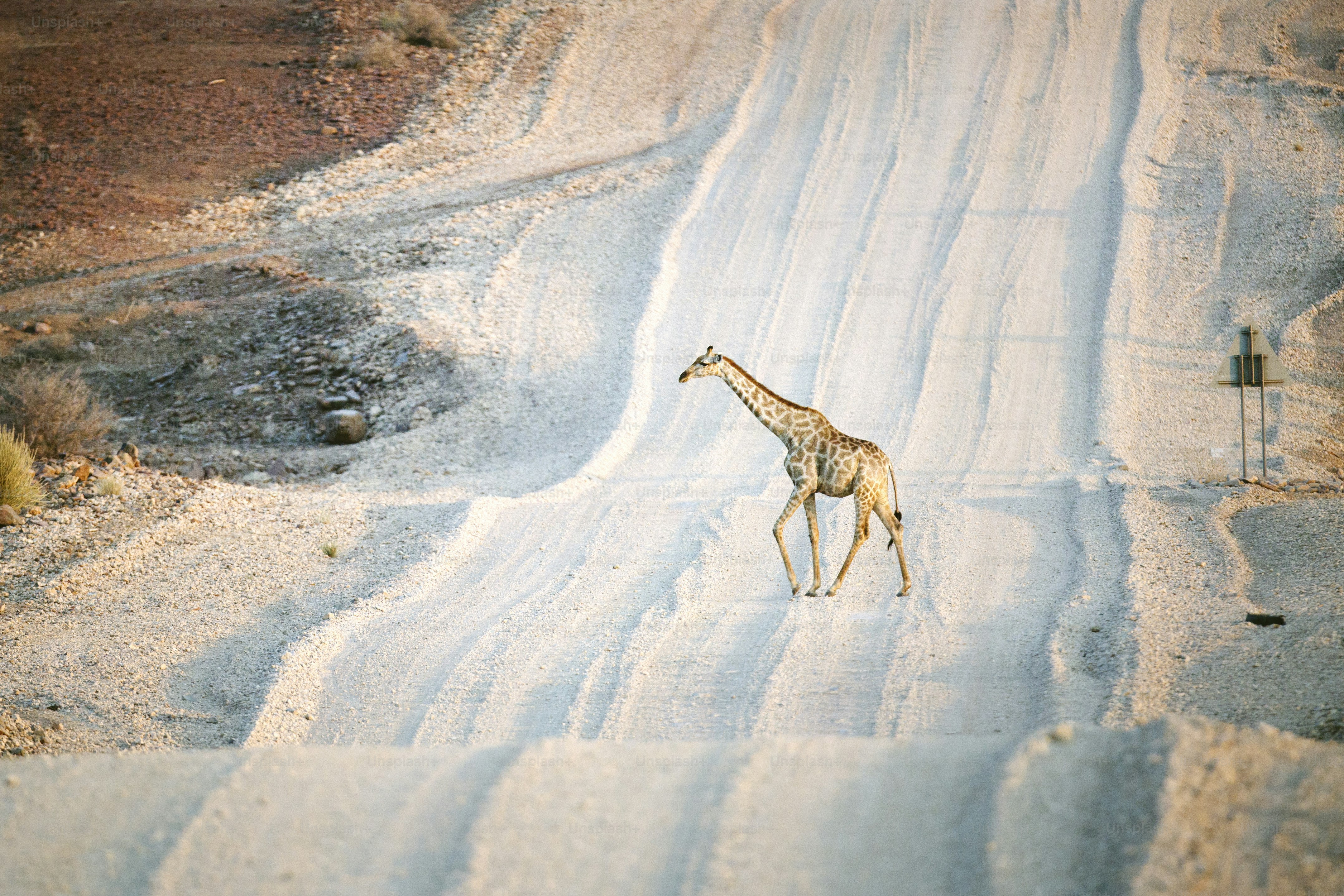 A Giraffe in Palmwag Concession, Namibia.