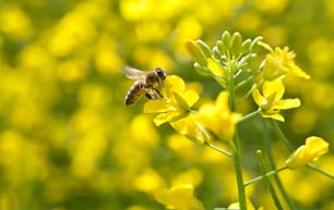 ミツバチと油糧種子の花