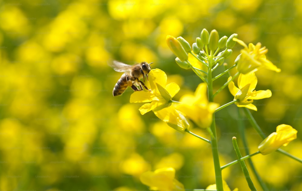 honey bee and oilseeds flower