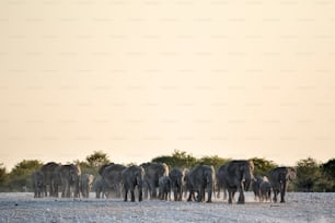 Elephants at a water hole